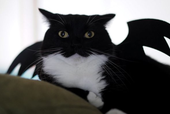 コスプレした猫