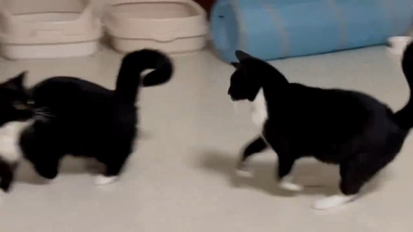 立ち上がった猫