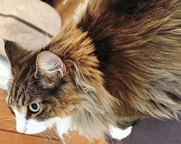 ニャンコの画像