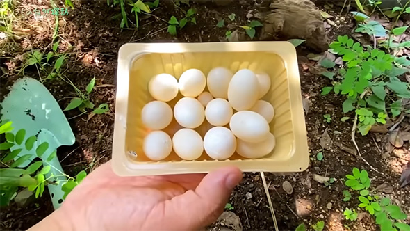 パックに入ったカメの卵