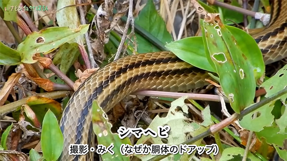 シマヘビ