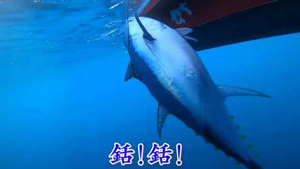 青森県 大間  巨大 マグロ 一本釣り 体験 漁師の船 解体 きまぐれクック