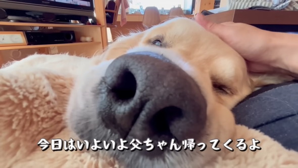 横になっているゴールデンレトリバーのワンコ