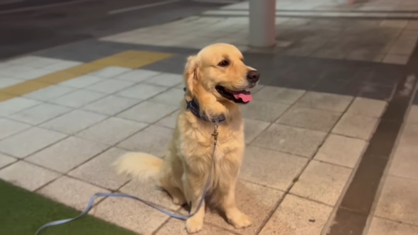空港で待っているゴールデンレトリバーのワンコ
