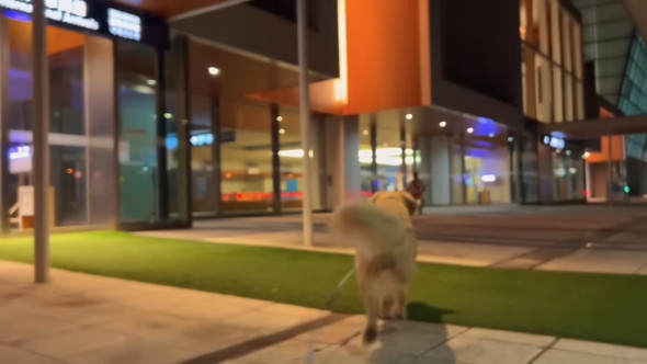 駆けて行くゴールデンレトリバーのワンコ