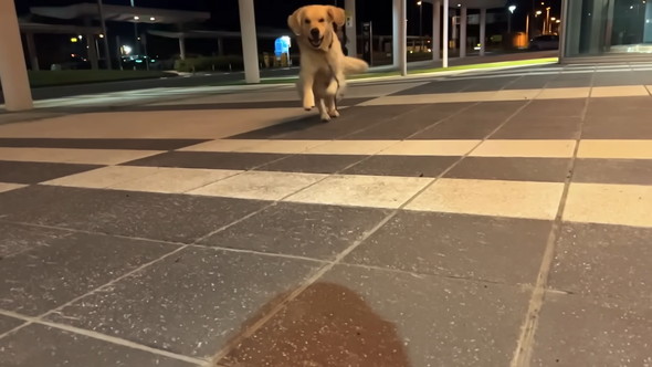 走って来るゴールデンレトリバーのワンコ