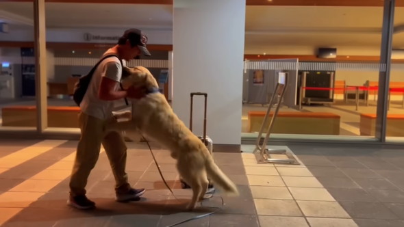 お父さんに抱きつくゴールデンレトリバーのワンコ