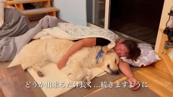 お父さんと一緒に寝るゴールデンレトリバーのワンコ