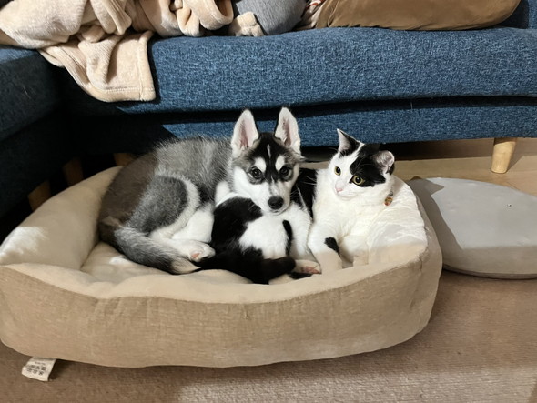 ベッドでくつろぐワンコと猫ちゃん