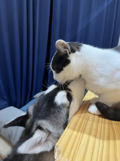 猫ちゃんを吸うワンコ