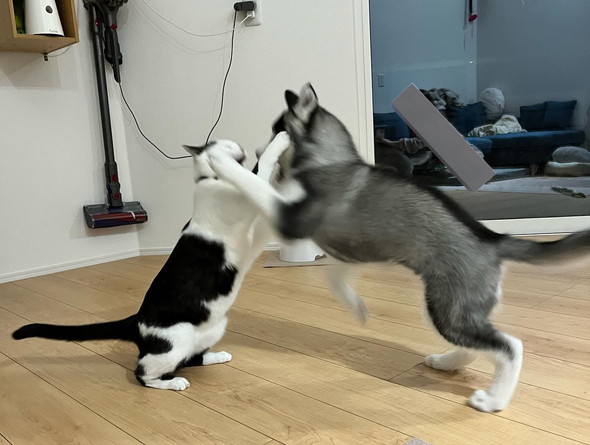 取っ組み合い中のワンコと猫ちゃん