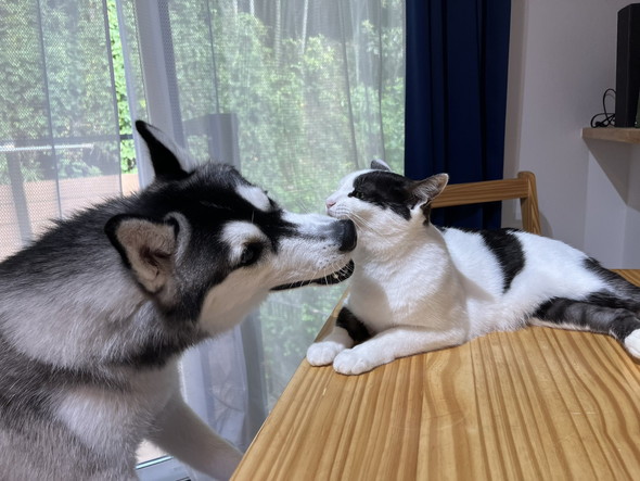 顔を突き合わせているワンコと猫ちゃん