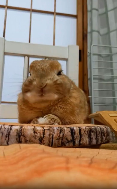 ニヤッと笑ううさぎ