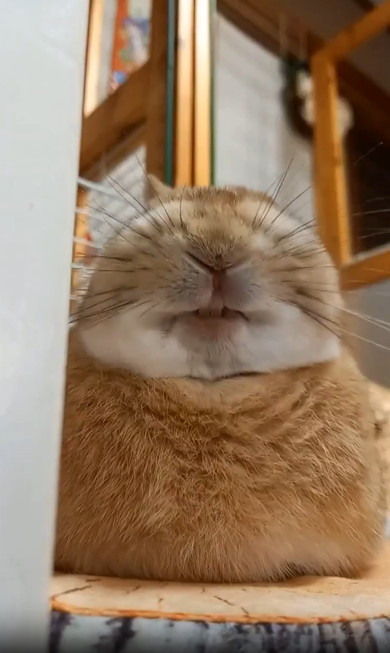 ニヤッと笑ううさぎ