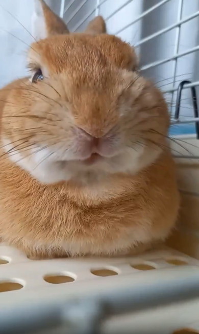 ニヤッと笑ううさぎ