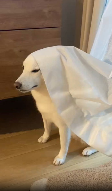 人間の気を引きたい犬