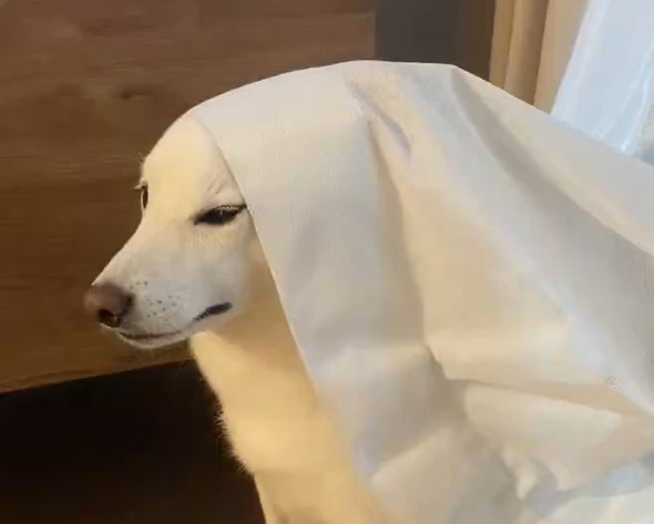 人間の気を引きたい犬