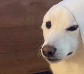 人間の気を引きたい犬