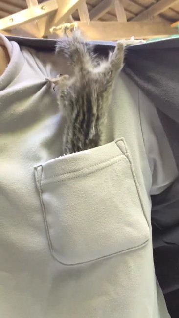 ポケットもぐる