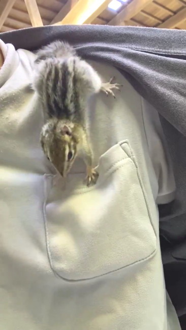 ポケット顔出す