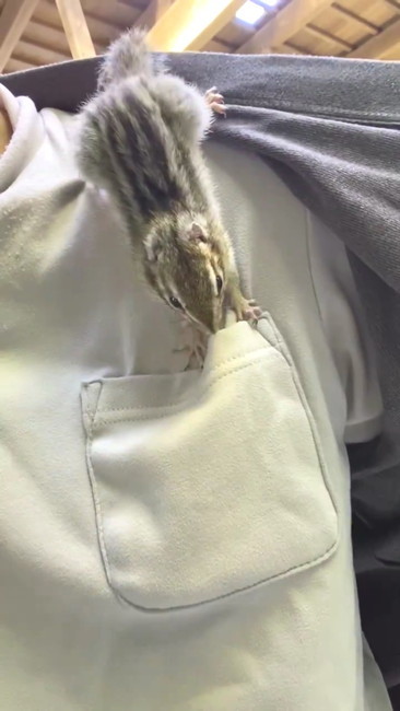 ポケット顔出す