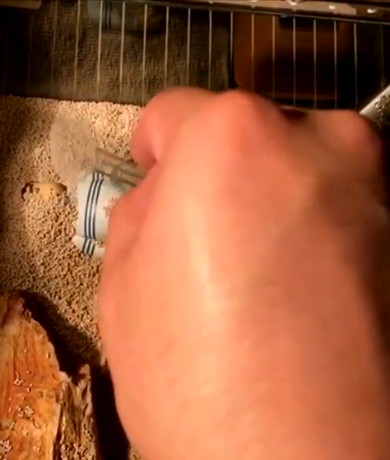 砂に埋められるジャイアン