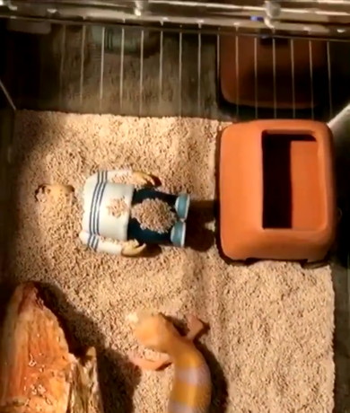 ジャイアンを助けるレオパードゲッコー