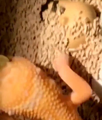 ジャイアンを助けるレオパードゲッコー