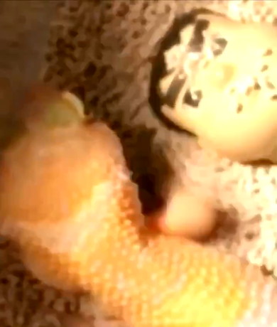 ジャイアンを助けるレオパードゲッコー