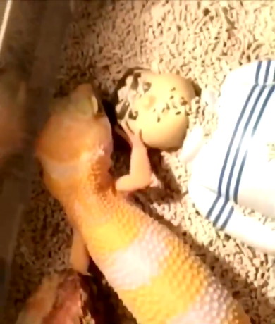 ジャイアンを助けるレオパードゲッコー