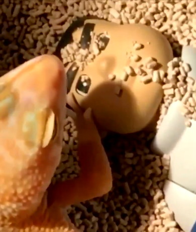 ジャイアンを助けるレオパードゲッコー