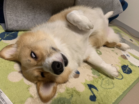 へそ天で寝るコーギーのワンコ