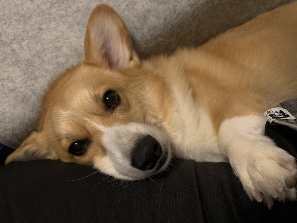 横になるコーギーのワンコ