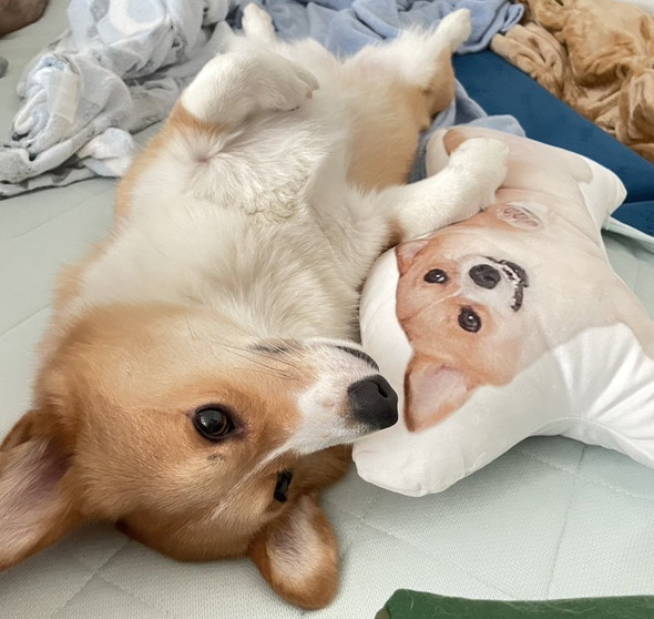 へそ天で転がるコーギーのワンコ