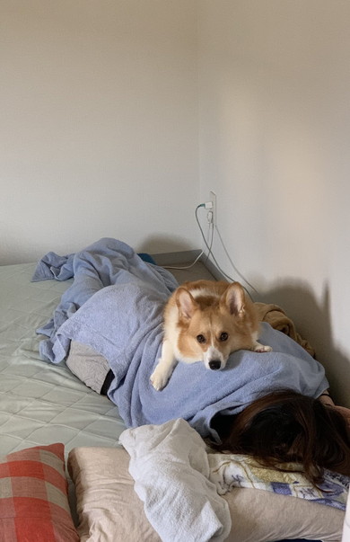 飼い主さんの上に乗るコーギーのワンコ