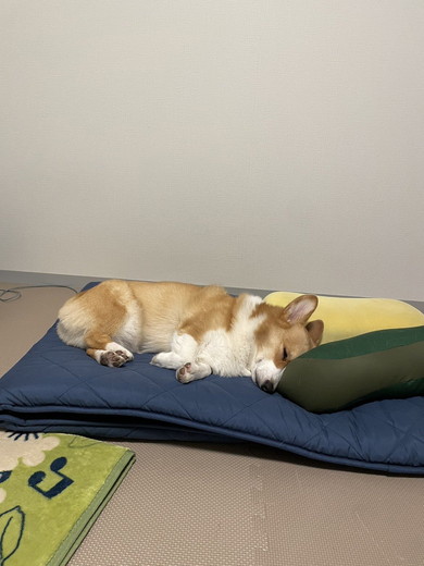 よく眠っているコーギーのワンコ