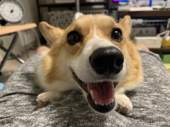 笑顔のコーギーのワンコ