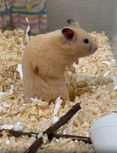 何かを悟るキンクマハムスター