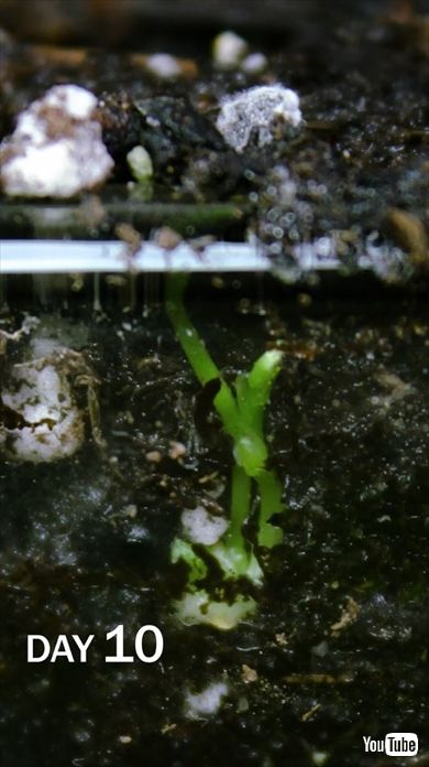 アスパラガスの発芽