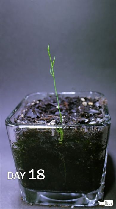 アスパラガスの発芽