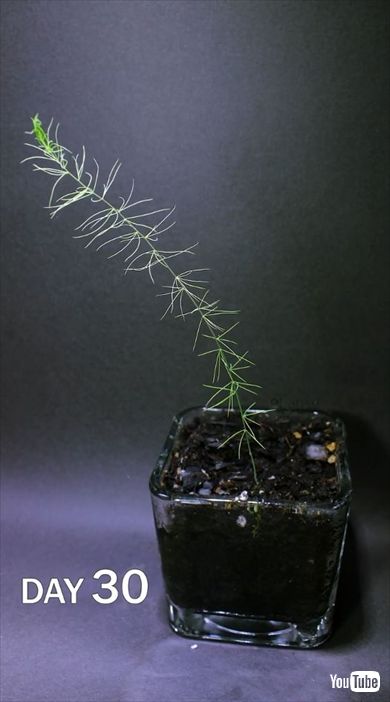 アスパラガスの発芽