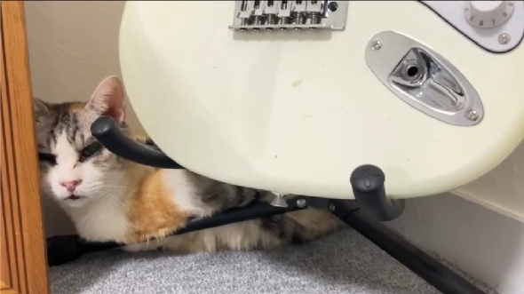 「雨宮家の日常」の保護猫