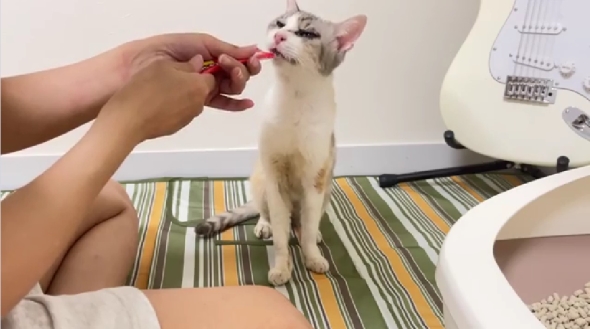 「雨宮家の日常」の保護猫