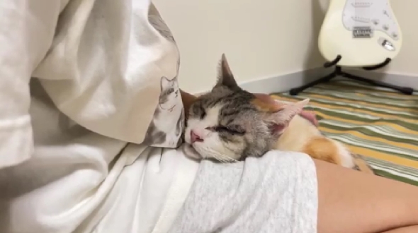 「雨宮家の日常」の保護猫