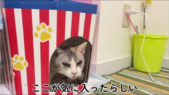 「雨宮家の日常」の保護猫