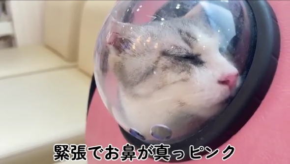 「雨宮家の日常」の保護猫