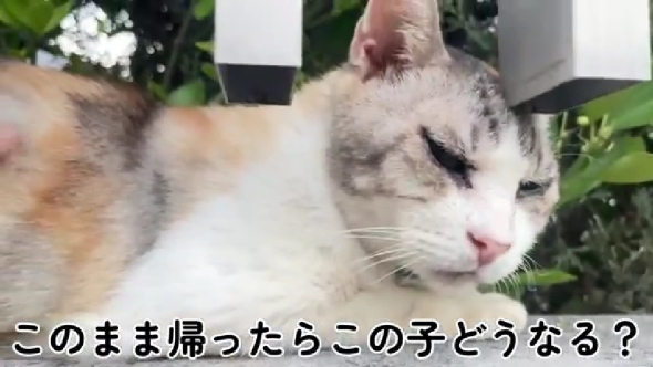 「雨宮家の日常」の保護猫