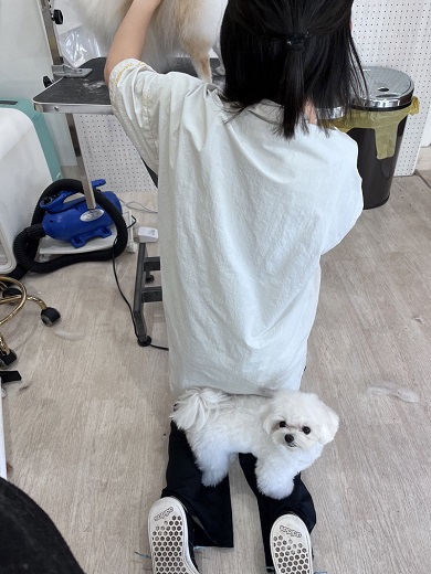 トリマーのふくらはぎに乗って邪魔をしているワンコ