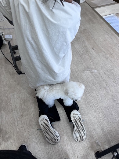 トリマーのふくらはぎに乗って邪魔をしているワンコ