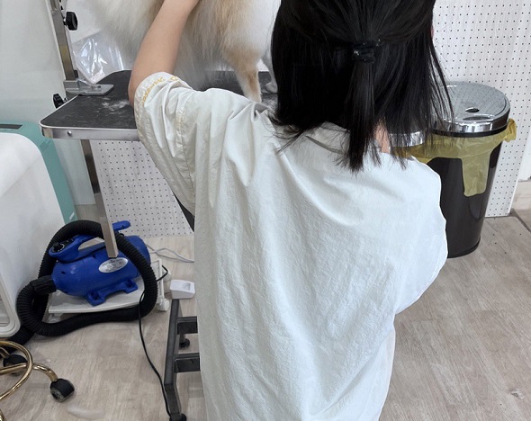 ワンコに邪魔されているトリマー